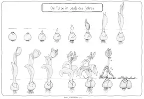 Vorschau - Mal- und Bastelvorlagen - Die Tulpe im Laufe des Jahres mit Daumenkino - Seite 1