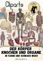 Vorschau - selbst erstellte Cliparts/Grafiken - Cliparts Körper Knochen und Organe - Deckblatt