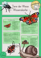 Vorschau - Stationenlernen - Tiere Wiese Wissenskartei - Deckblatt