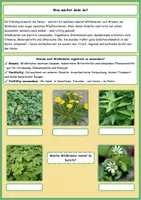 Vorschau - Arbeitsblätter - Wildkräuter im Frühling - Seite 2
