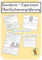 Vorschau - Arbeitsblätter - Dünndarm Oberflächenvergrößerung Experimentierprotokoll - Verdauung und Organe - Deckblatt