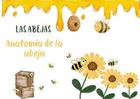 Vista previa - Refuerzo / NEE / Materiales de apoyo - ABEJAS: Características de las abejas. Diagramas y puzzles. - página 1