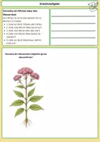 Vorschau - Arbeitsblätter - Entdecke den Wasserdost – Rosa Blütenpracht und Insektenparadies (3) - Seite 2