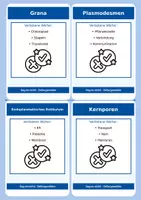 Vorschau - Spiele - Zellorganellen (Zellbiologie) - Sag es nicht! - Seite 3