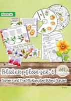 Vorschau - Stundenentwürfe - Blütenpflanzen Fruchtbildung und Samenbildung nach der Befruchtung - Deckblatt