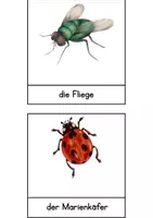 Vorschau - Arbeitsblätter - Sachunterricht: Insekten Materialien für die Grundschule - Seite 3