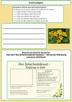 Vorschau - Arbeitsblätter - Entdecke das Scharbockskraut – Der erste gelbe Frühlingsgruß im Wald - Seite 2