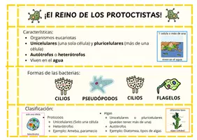 Vista previa - Unidades / Secuencias / Situaciones de Aprendizaje - Los diferentes reinos: Prótistas, Hongos y Bacterias - página 3