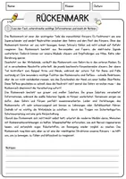 Vorschau - Arbeitsblätter - Rueckenmark Biologie Arbeitsblätter mit Lösungen Lesetext - Seite 1