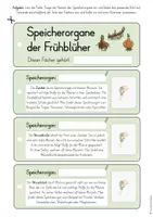 Vorschau - Mal- und Bastelvorlagen - Speicherorgane der Frühblüher - Arbeitsblätter & Bildkarten (2./3. Klasse) - Seite 2