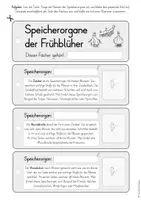 Vorschau - Mal- und Bastelvorlagen - Speicherorgane der Frühblüher - Arbeitsblätter & Bildkarten (2./3. Klasse) - Seite 3