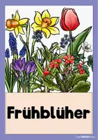 Vorschau - Poster - Frühblüher - Tafelmaterial /-karten - Seite 1