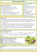 Vorschau - Arbeitsblätter - Der Holunder – Alte Heilpflanze, Insektenfreund und Waldfee-Busch - Seite 1
