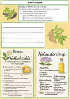 Vorschau - Arbeitsblätter - Der Holunder – Alte Heilpflanze, Insektenfreund und Waldfee-Busch - Seite 2