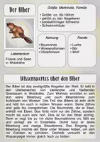 Vorschau - Arbeitsblätter - Waldtiere im Sachunterricht - Seite 3