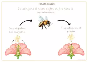 Vista previa - Refuerzo / NEE / Materiales de apoyo - LAS ABEJAS: Polinización, elaboración y fabricación de la miel. - página 3