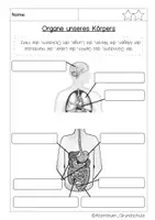 Vorschau - Arbeitsblätter - Mein Körper - Organe im Sachunterricht - Seite 2
