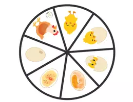 Aperçu - Jeux - Le cycle de vie de la poule - Page 2