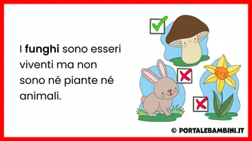 anteprima - Esercizi - I funghi - Unità didattica - Pagina 2