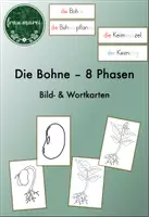Vorschau - Merkblätter - Bohne - Bildkarten und Wortkarten zu den Wachstumsphasen - Deckblatt