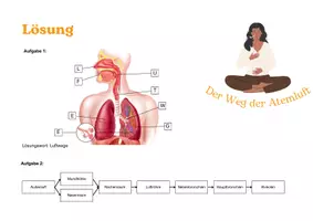 Vorschau - Arbeitsblätter - Atmungsorgane – Der Weg der Atemluft - Seite 3