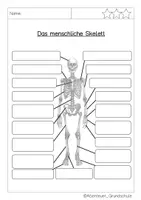 Vorschau - Arbeitsblätter - Skelett im Sachunterricht - Seite 3