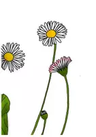 Vorschau - Poster - Tafelmaterial - Der Aufbau eines Gänseblümchen - Seite 3