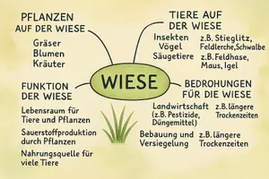 Vorschau - Arbeitsblätter - Lernposter + Arbeitsblatt "Wiese" + Onlineübung & MP3 + Mindmap + Infografik - Seite 3