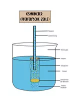 Vorschau - Arbeitsblätter - Osmometer (Pfeffer’sche Zelle) als Modell der Pflanzenzelle - Seite 1