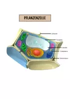 Vorschau - Arbeitsblätter - Osmometer (Pfeffer’sche Zelle) als Modell der Pflanzenzelle - Seite 3