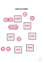 Vorschau - Arbeitsblätter - Die Mitose - Zuordnung der Mitosephasen - Seite 2