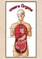 Vorschau - Poster - Anatomie Poster zum Ankletten (Organe, Gehirn, Skelett, Herz) - Seite 1
