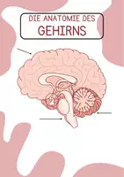 Vorschau - Poster - Anatomie Poster zum Ankletten (Organe, Gehirn, Skelett, Herz) - Seite 3