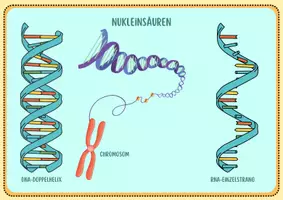 Vorschau - Merkblätter - DNA und RNA - Lernkartei - Seite 3