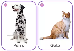 Aperçu - Jeux - 102 Cartes à cils avec vocabulaire des animaux en ESPAGNOL - 102 Flashcards con vocabulario de Animales - Page 2