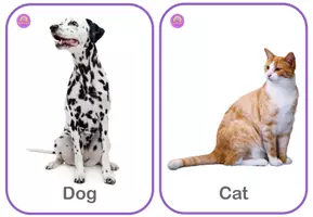 Vista previa - Juegos / Gamificación - 102 Animal Vocabulary Flashcards for ESL - página 2