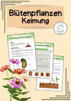 Vorschau - Arbeitsblätter - Blütenpflanzen - Entstehung einer neuen Pflanze (Keimung) - Deckblatt