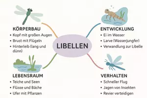 Vorschau - Arbeitsblätter - Lernposter + Arbeitsblätter zum Thema "Libellen" + Lösung & MP3 + Mindmap + Infografik - Seite 3
