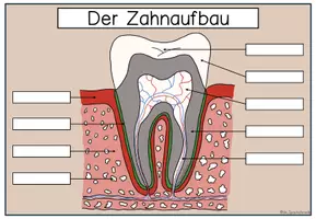 Vorschau - Arbeitsblätter - Der Zahnaufbau - komplett fertige Unterrichtsstunde - Seite 3