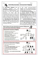 Vorschau - Arbeitsblätter - Übung zur Stammbaumanalyse: Gonosomale Erbgänge //Genetik - Seite 1