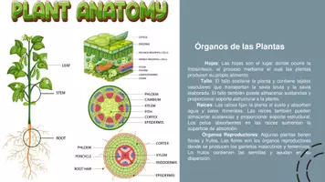 Vista previa - Refuerzo / NEE / Materiales de apoyo - Presentación REINO VEGETAL en Power Point - página 2