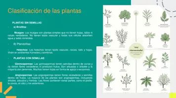Vista previa - Refuerzo / NEE / Materiales de apoyo - Presentación REINO VEGETAL en Power Point - página 3