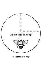 anteprima - Esercizi - Ciclo di vita delle api - Pagina di copertina