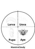 anteprima - Esercizi - Ciclo di vita delle api - Pagina 1