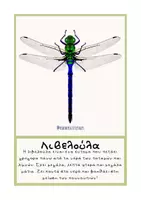 Προεπισκόπηση - Flashcards - Έντομα αληθινές εικόνες - Teacher's Little Tales - Σελίδα 2