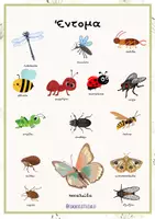 Προεπισκόπηση - Flashcards - Έντομα με cute εικόνες - Teacher's Little Tales - Εξώφυλλο