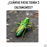 Vista previa - Refuerzo / NEE / Materiales de apoyo - PROBLEMAS VISUALES NIVEL 3 - RAZONAMIENTO (PARTE 3) - página 3