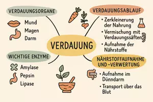 Vorschau - Arbeitsblätter - Lernposter + Arbeitsblätter zum Thema "Verdauung" + Lösung & MP3 + Mindmap + Infografik - Seite 3