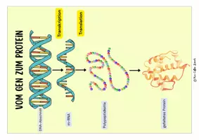 Vorschau - Merkblätter - Proteinbiosynthese - Vom Gen zum Protein (Lernkartei) - Seite 3