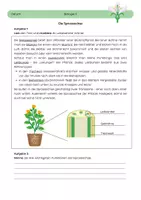 Vorschau - Arbeitsblätter - Sprossachse - Deckblatt